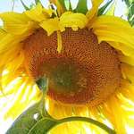 More summer gold