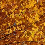 Morning Color