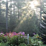 Morning Fog