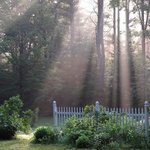 Morning Glory
