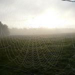 Morning web