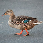 Morning Mallard