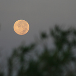 Morning Moon 