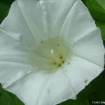 White wild Morning Glory