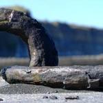 Patea Wharf Morring Ring