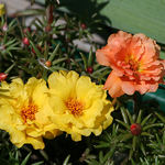 Moss Rose