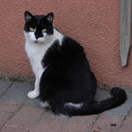 Motel Cat