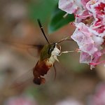  Moth Hummingbird 