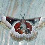 moth 2
