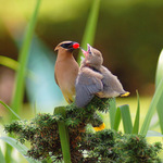 Mother Cedar Waxwing Feeding the Young