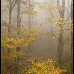 Mountain Fog