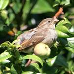 Mournful Baby Bird beside Quince