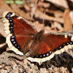Mourning Cloak Butterfly