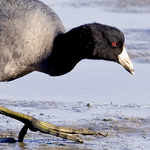 Mudhen in the Mud