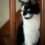 Mugzy Through the Bars