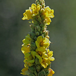 Mullein