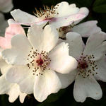 Multflora Rose