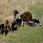 Mum's And Babies