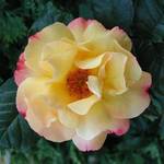 Roses 2