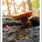 Fungi among I