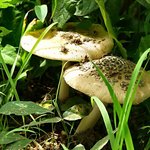 Shrooms