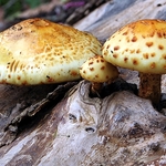 Opportunistic Fungi