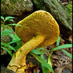 Mushroom