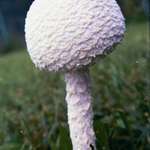 MUSHROOM