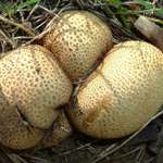 puff balls