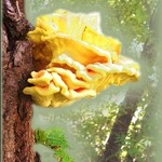 Vivid Fungus