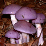 Purple Mushrooms