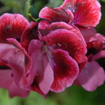 My Garden