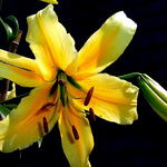 My Giant Lily