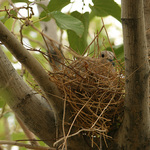 My House Dove
