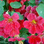 Nasturtiums