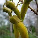 Kowhai