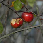 Natural Bird Feeders