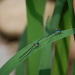 Blue Dragonflies