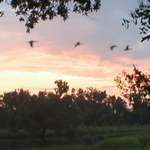 Sunrise at City Park