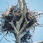 nest