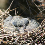 New Baby Dove