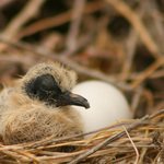 New Baby Dove
