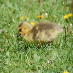New Born Gosling