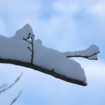New fallen snow 2