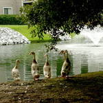 Nieghborhood Residents