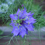 Nigella 2 - Love in the Mist