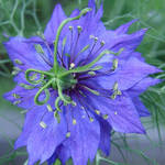 Nigella2 macro or "Love in a Mist"