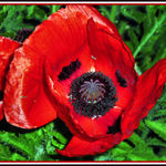 Night Poppy