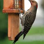 Northern Flicker March 2007