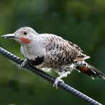 Northern Flicker - favourite visitor